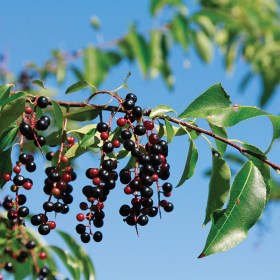 Vad kései meggy - Vad fekete cseresznye -  Prunus serotina ssp. serotina, Prunus serotina ssp serotina, fagytűrő, télálló, gyümölcs